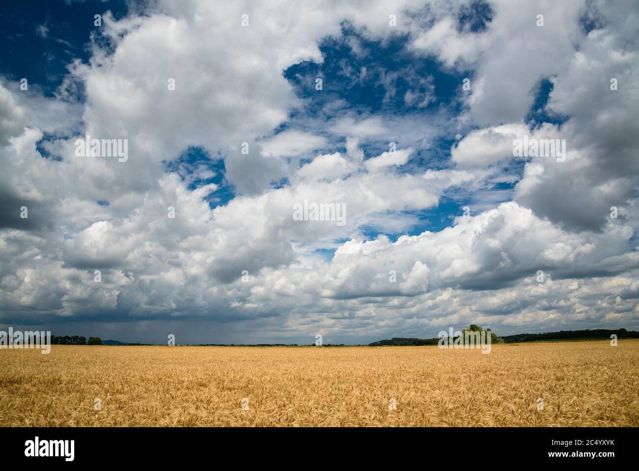Golden wheat field with blue sky and white clouds in background Stock ...