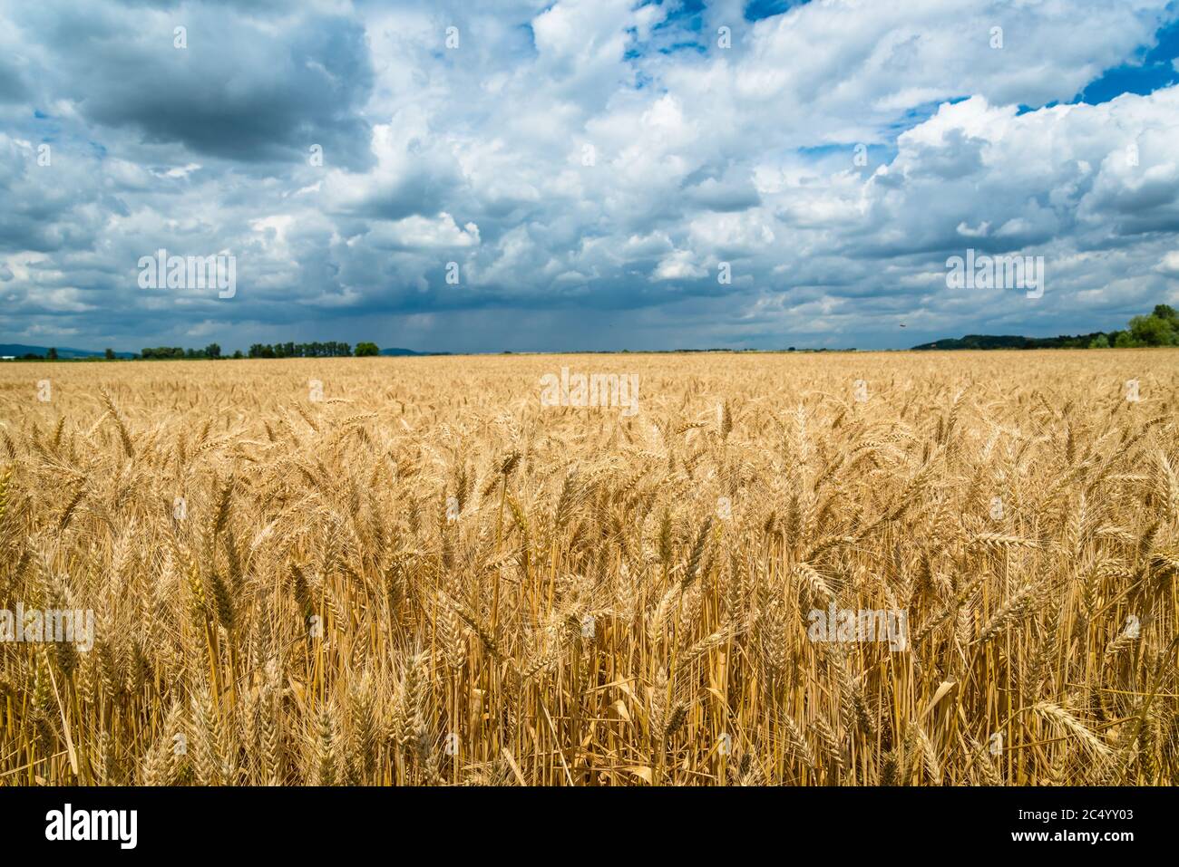 Golden wheat field with blue sky and white clouds in background Stock Photo