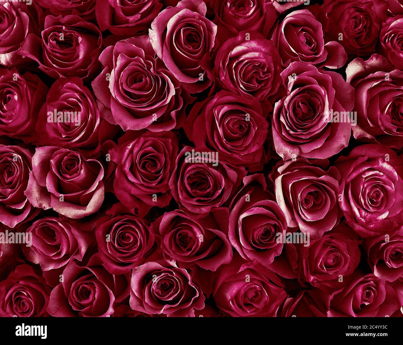 floral background. roses background. Beautiful gentle roses Stock Photo -  Alamy