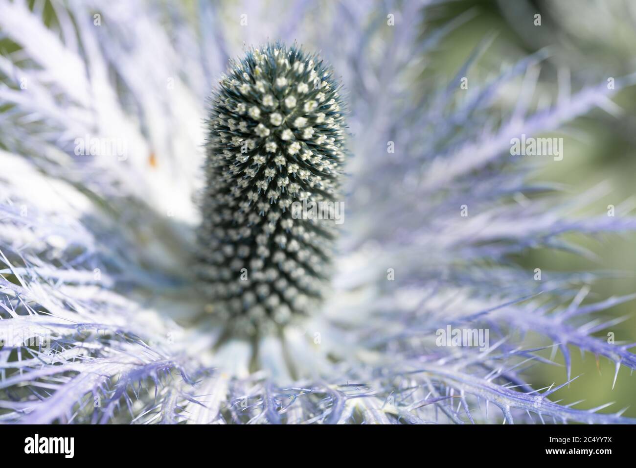 Eryngium Planum / Flat Sea holly Stock Photo Alamy
