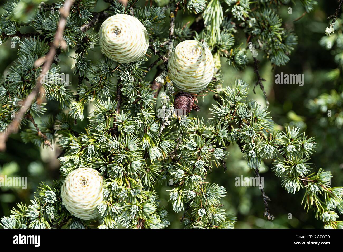 Cedar / Cedar of Lebanon (Cedrus libani) tree Stock Photo