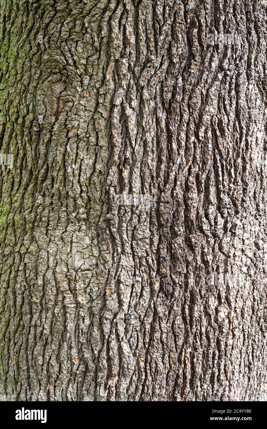 Trunk / Bark of Cedar / Cedar of Lebanon (Cedrus libani) tree Stock Photo
