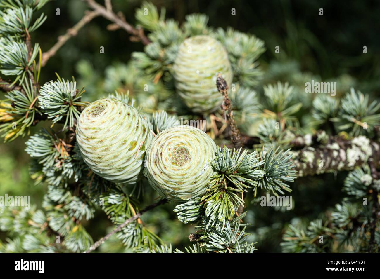 Cedar / Cedar of Lebanon (Cedrus libani) tree Stock Photo