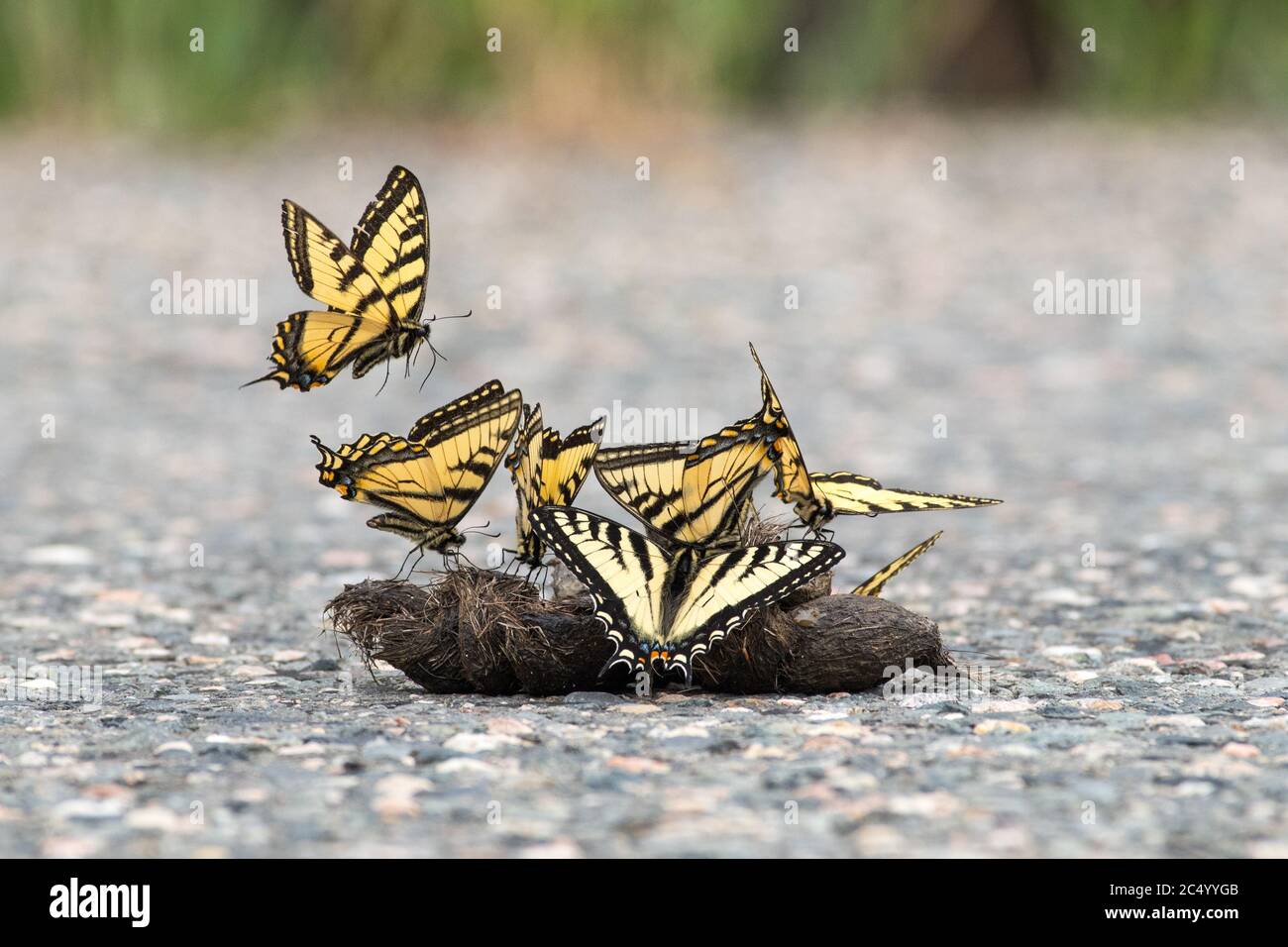 Several Canada tiger swallowtail butterflies (Papilio canadensis) getting nutrients and moisture from grey wolf (Canis lupus) feces. Stock Photo
