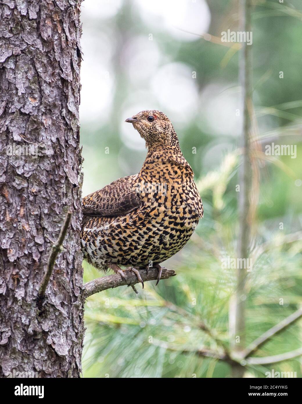A female spruce grouse (Falcipennis canadensis) perched in a tree. Stock Photo