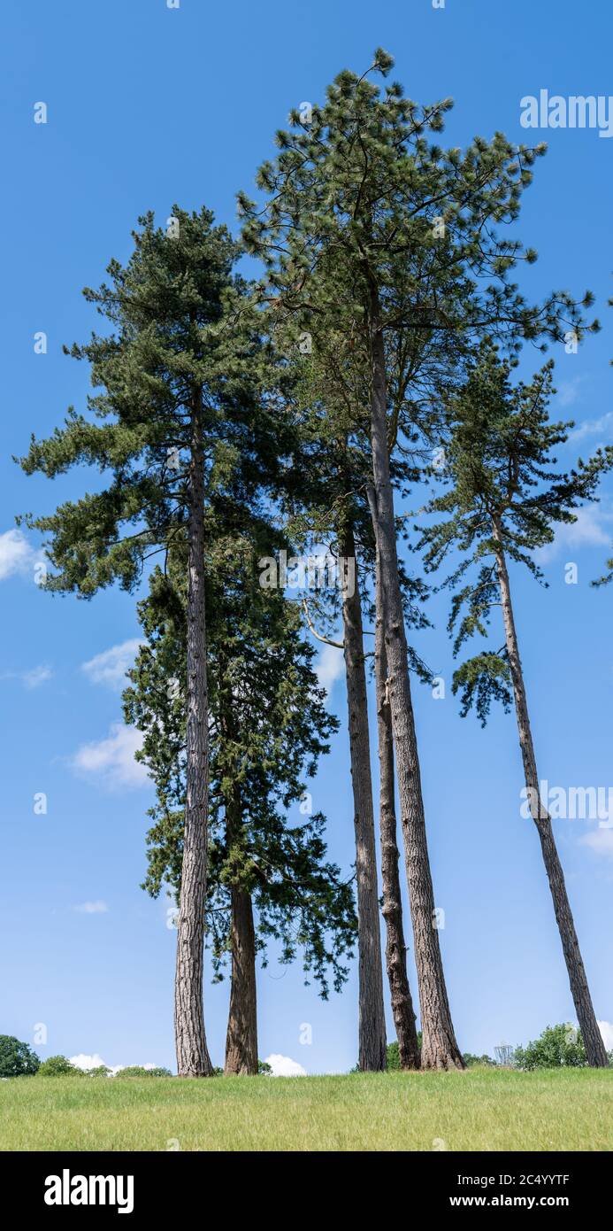 Group of trees in a field hi-res stock photography and images - Alamy