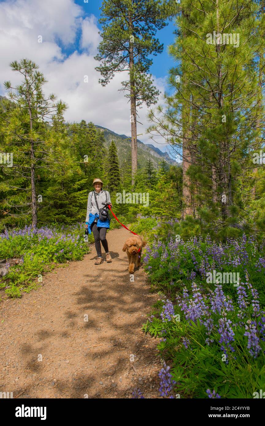 goldendoodle hiking