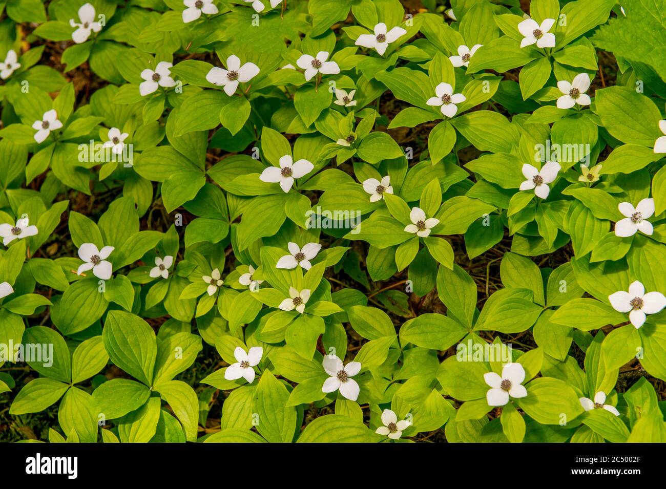 Flowering Dwarf Dogwood (Cornus Canadensis), also known as Bunchberry, in the forest along the Icicle Gorge Trail near Leavenworth, Eastern Washington Stock Photo