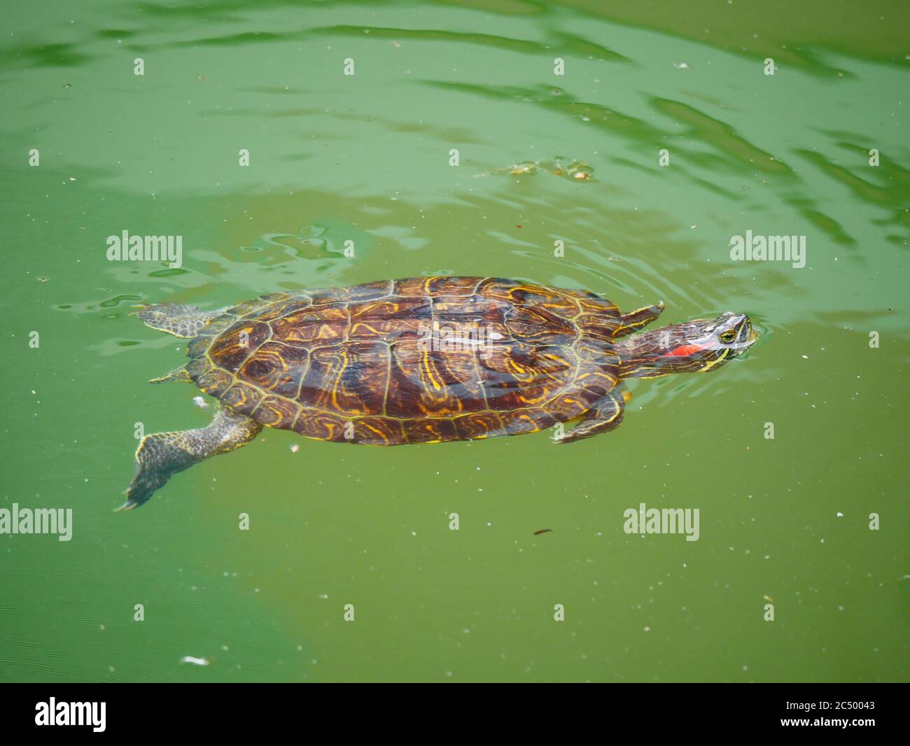 Domestic red eared turtle hi-res stock photography and images - Alamy