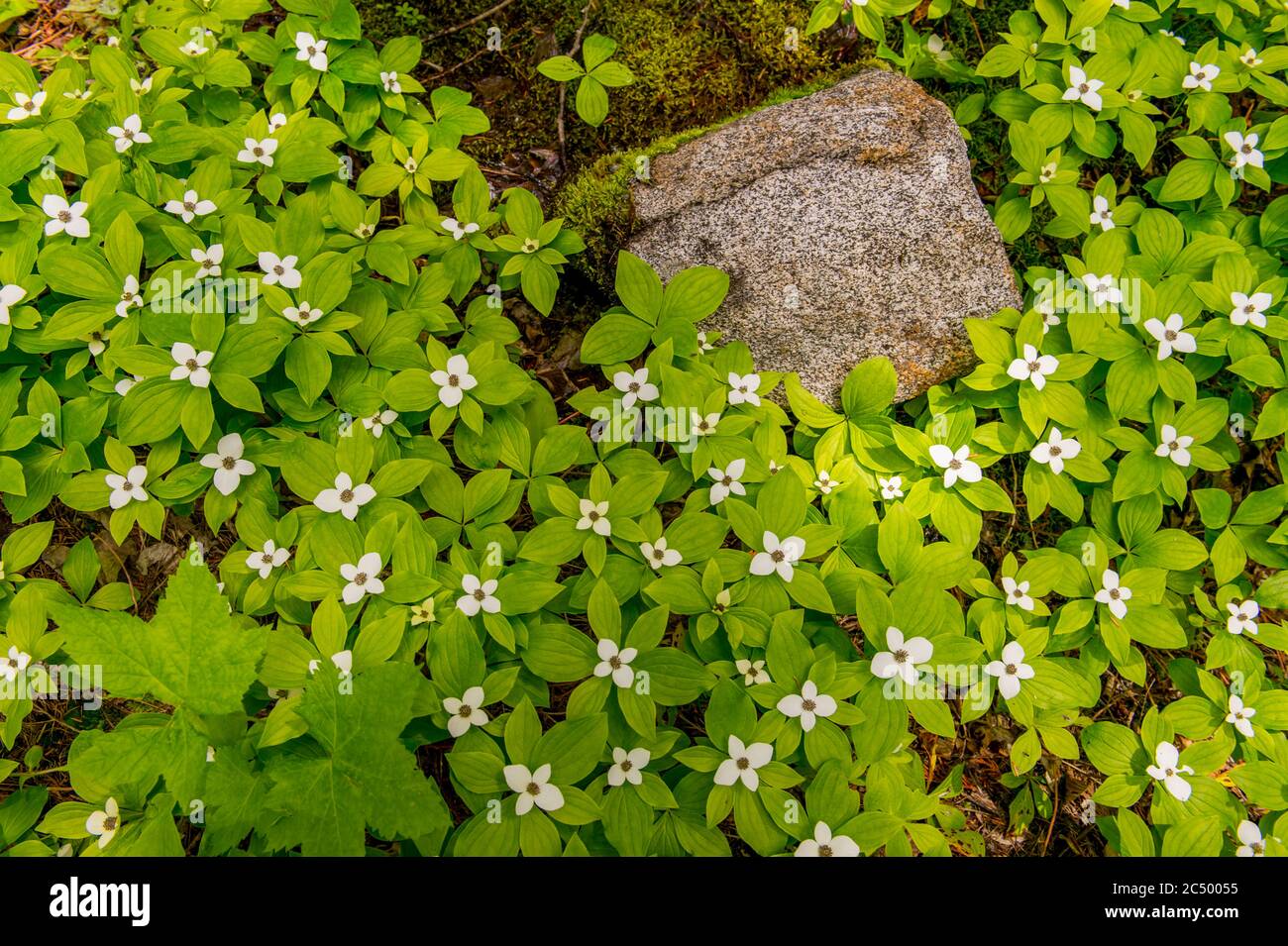 A granite rock is surrounded by flowering Dwarf Dogwood (Cornus Canadensis), also known as Bunchberry, in the forest along the Icicle Gorge Trail near Stock Photo