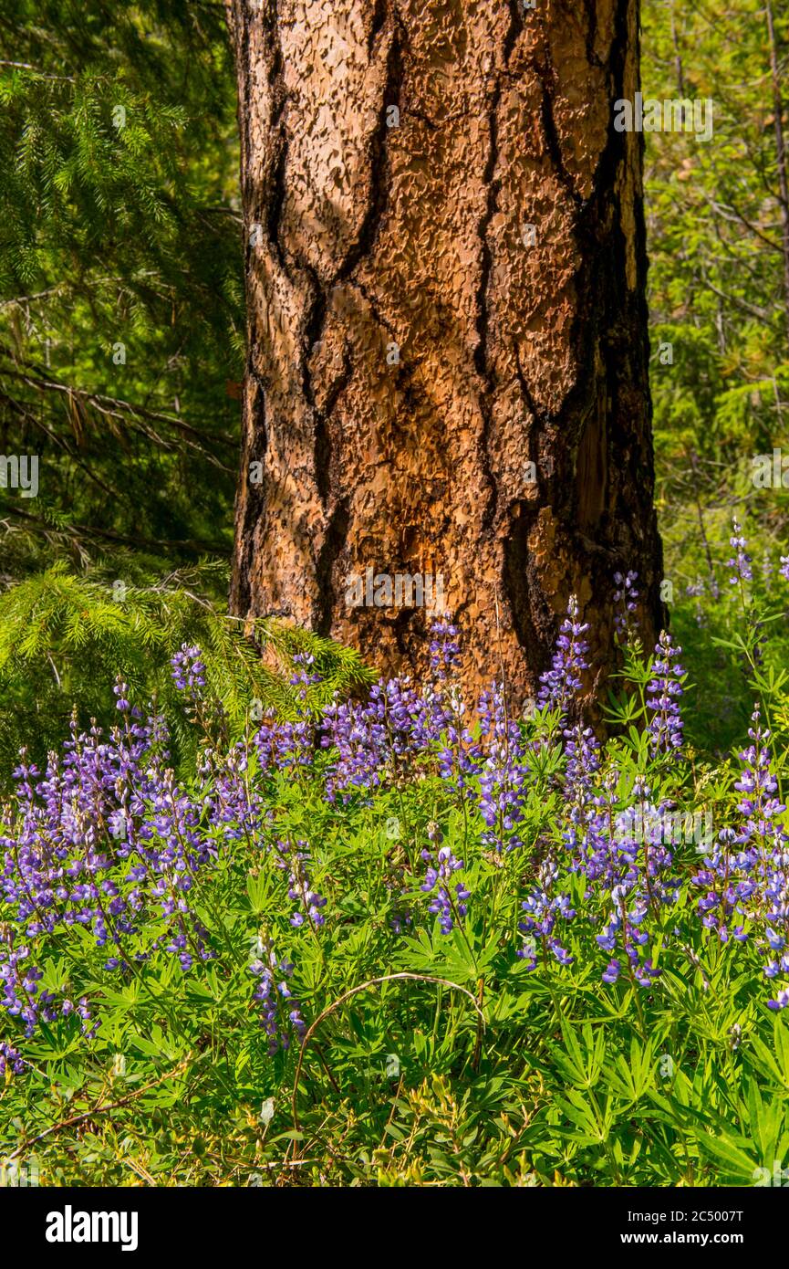 Lupine flowers covering the ground around a Ponderosa pine tree in the forest along the Icicle Gorge Trail near Leavenworth, Eastern Washington State, Stock Photo