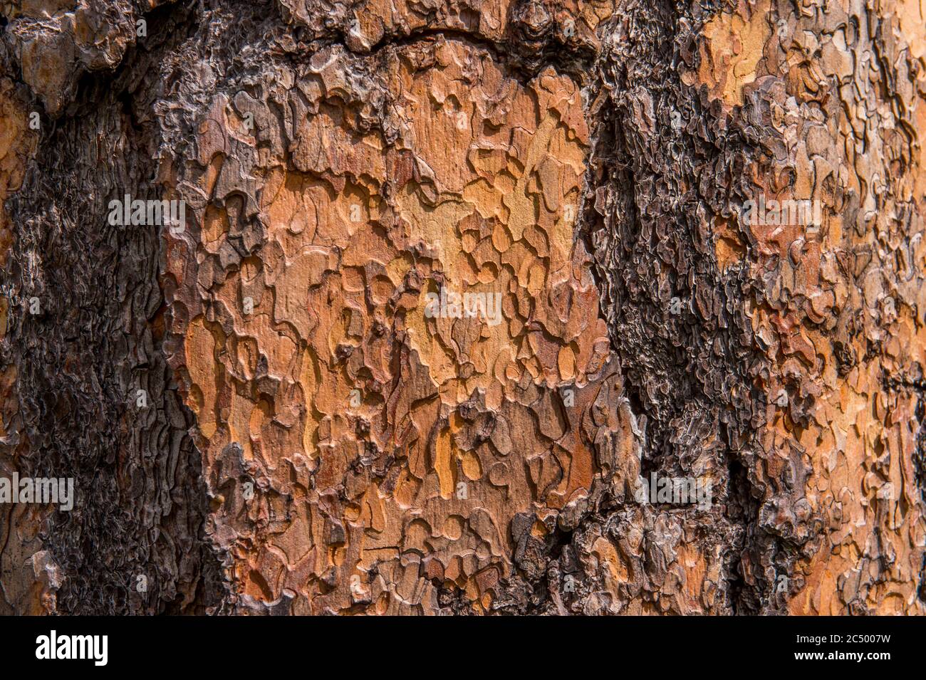 Close-up of the bark of a Ponderosa pine tree in the forest along the Icicle Gorge Trail near Leavenworth, Eastern Washington State, USA. Stock Photo