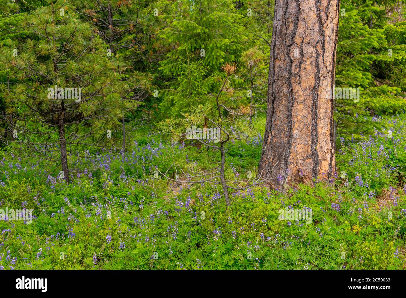 Lupine flowers covering the ground around a Ponderosa pine tree in the forest along the Icicle Gorge Trail near Leavenworth, Eastern Washington State, Stock Photo