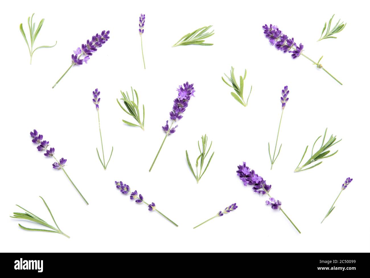 Lavender flowers on white. Floral background. Minimal concept Stock Photo