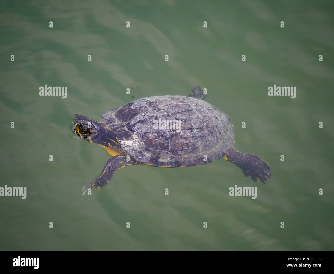 Red eared turtle shell hi-res stock photography and images - Alamy