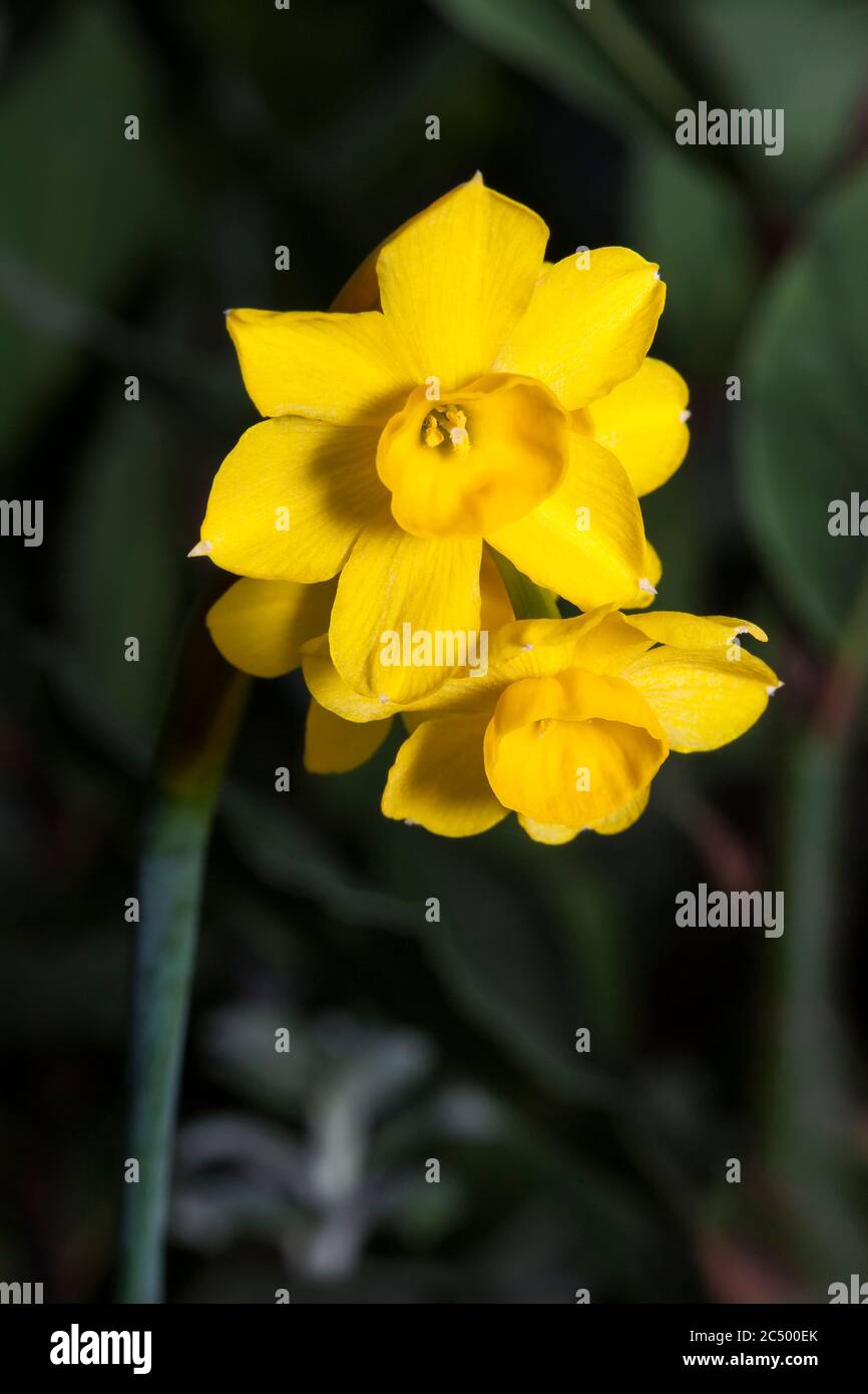 Narcissus cordubensis 'Lemon' (daffodil) growing outdoors in the spring season Stock Photo