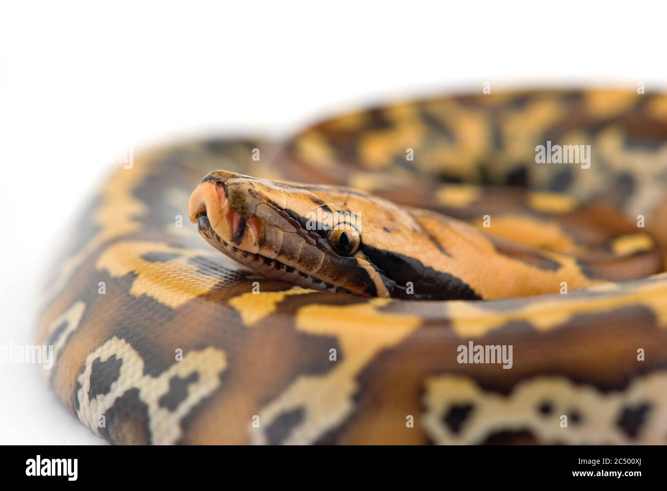 Sumatran Short Tail Python isolated on white background Stock Photo - Alamy