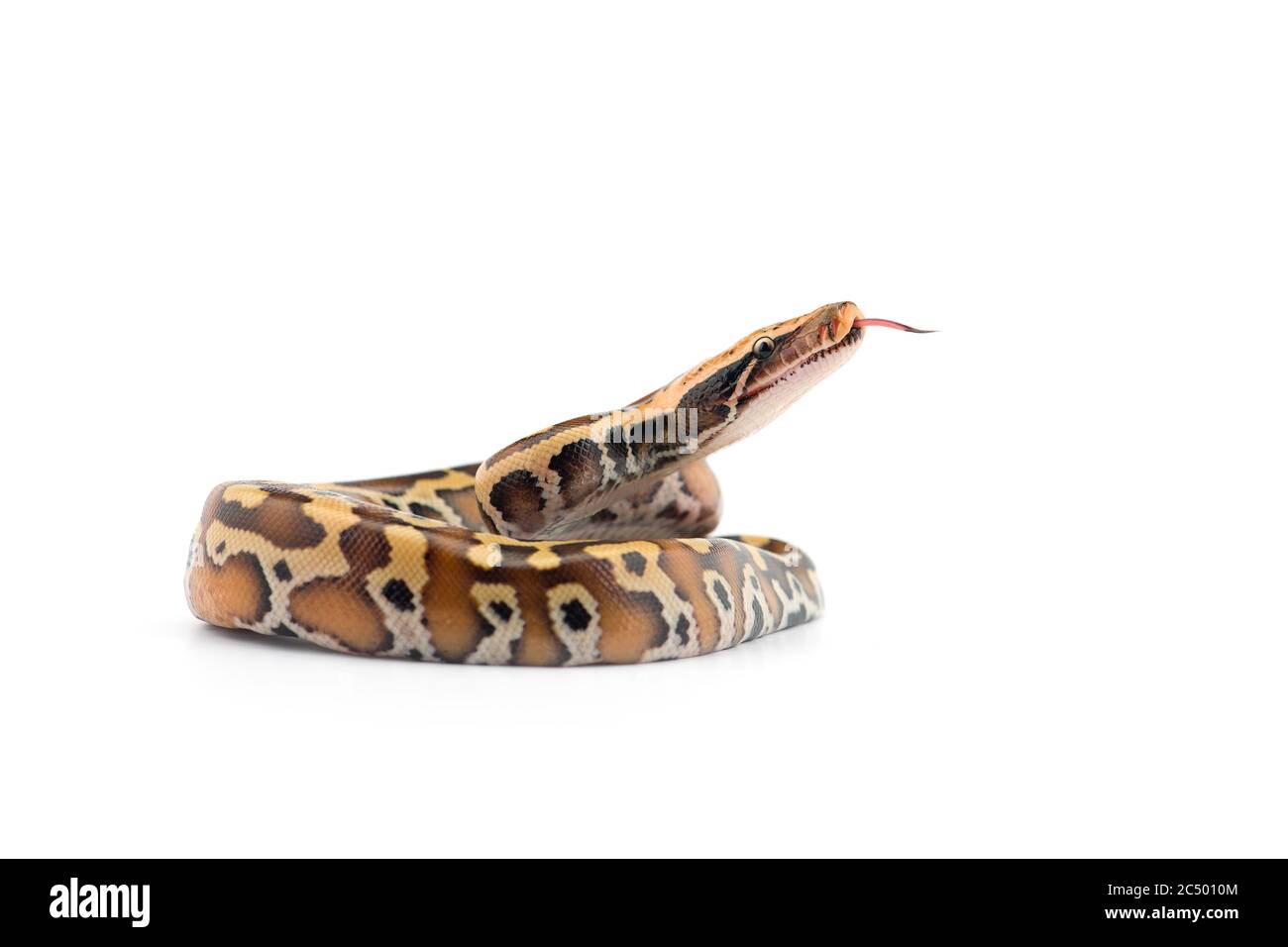 Sumatran Short Tail Python isolated on white background Stock Photo - Alamy
