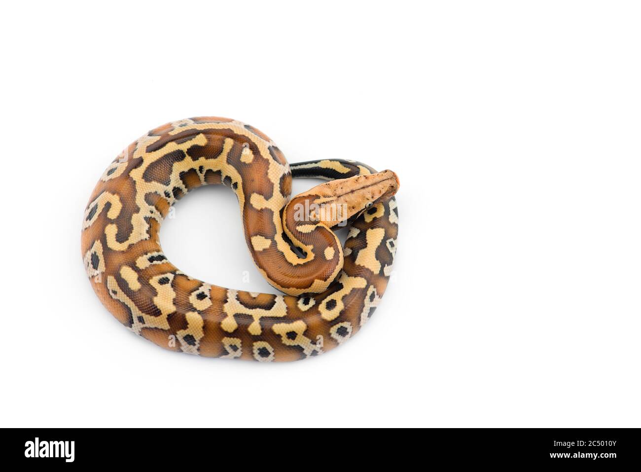 Sumatran Short Tail Python isolated on white background Stock Photo - Alamy