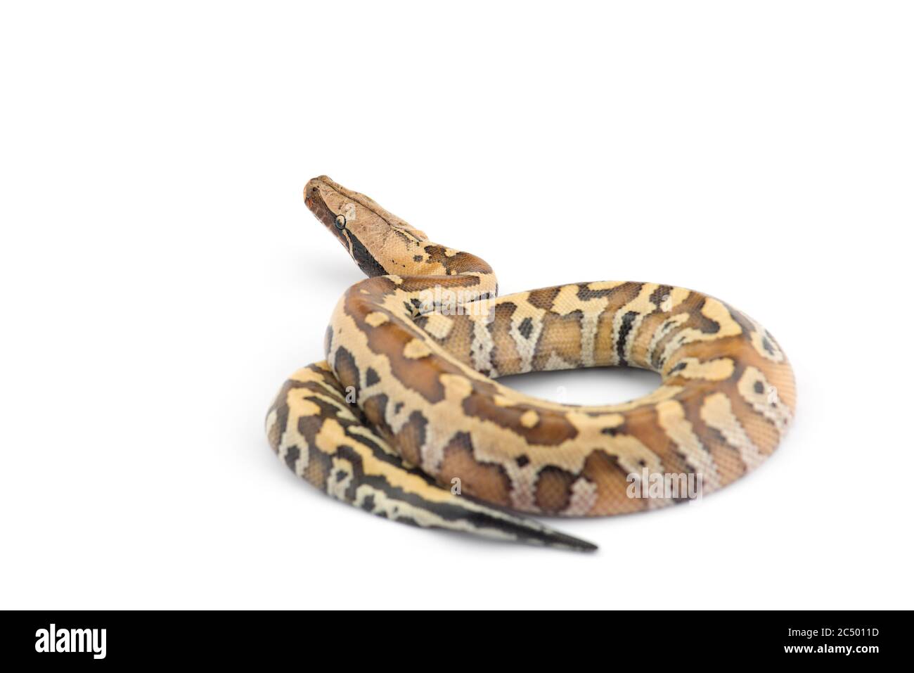 Sumatran Short Tail Python isolated on white background Stock Photo - Alamy