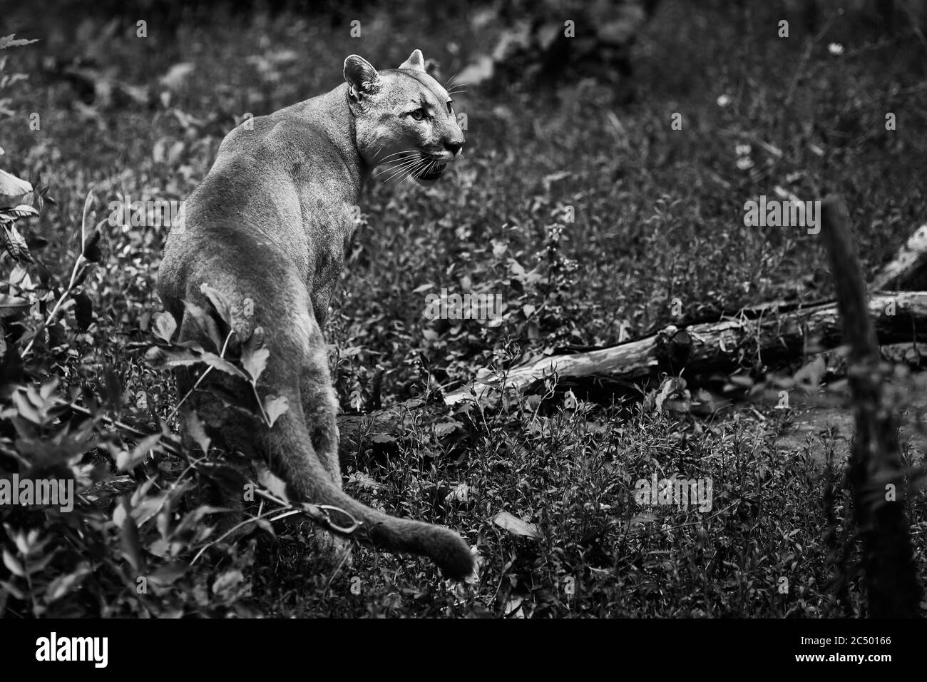 Portrait of Beautiful Puma. Cougar, mountain lion, puma, panther, striking pose, scene in the woods, wildlife America. Stock Photo