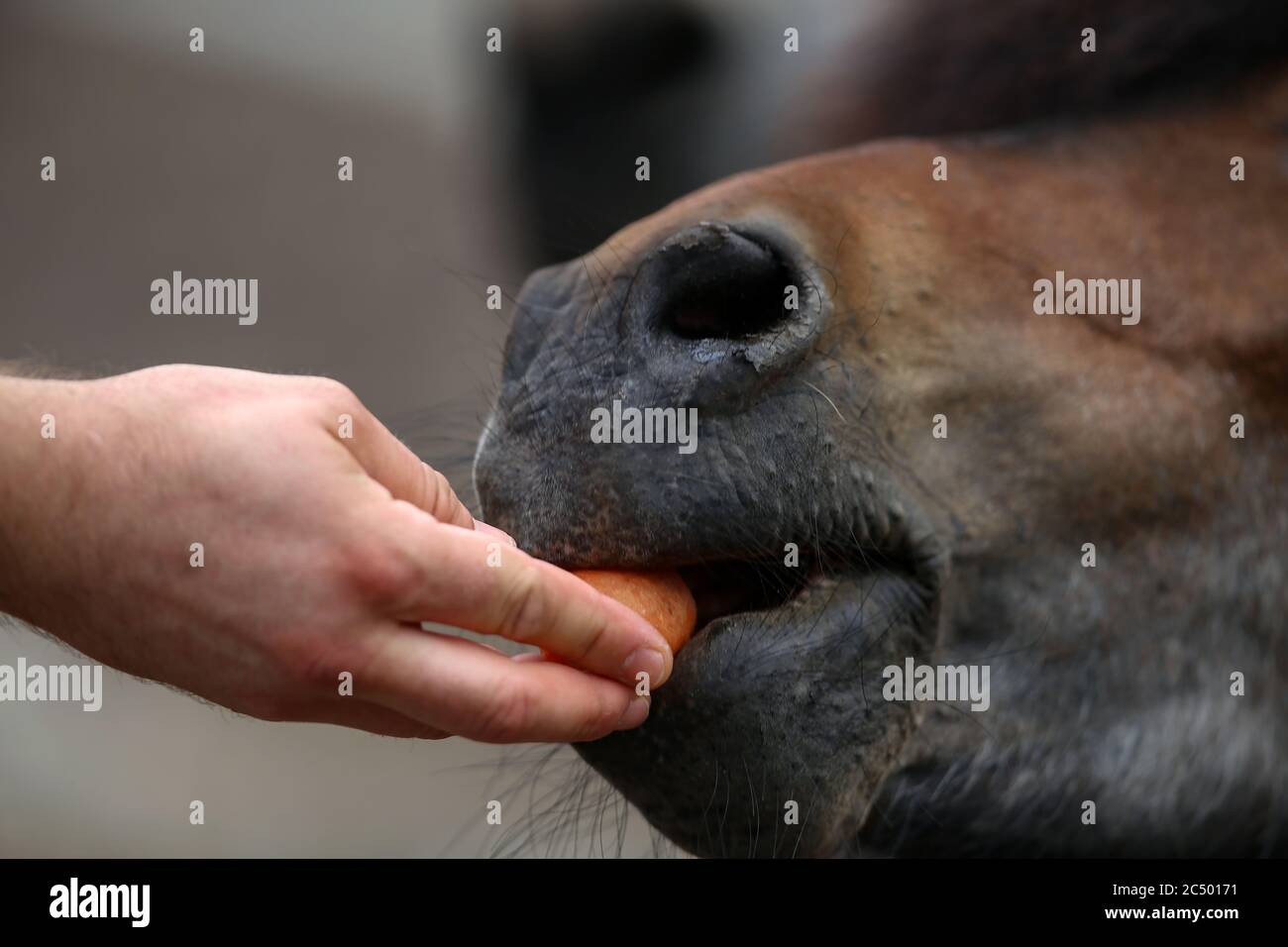 Horse eating a carrot hires stock photography and images Alamy
