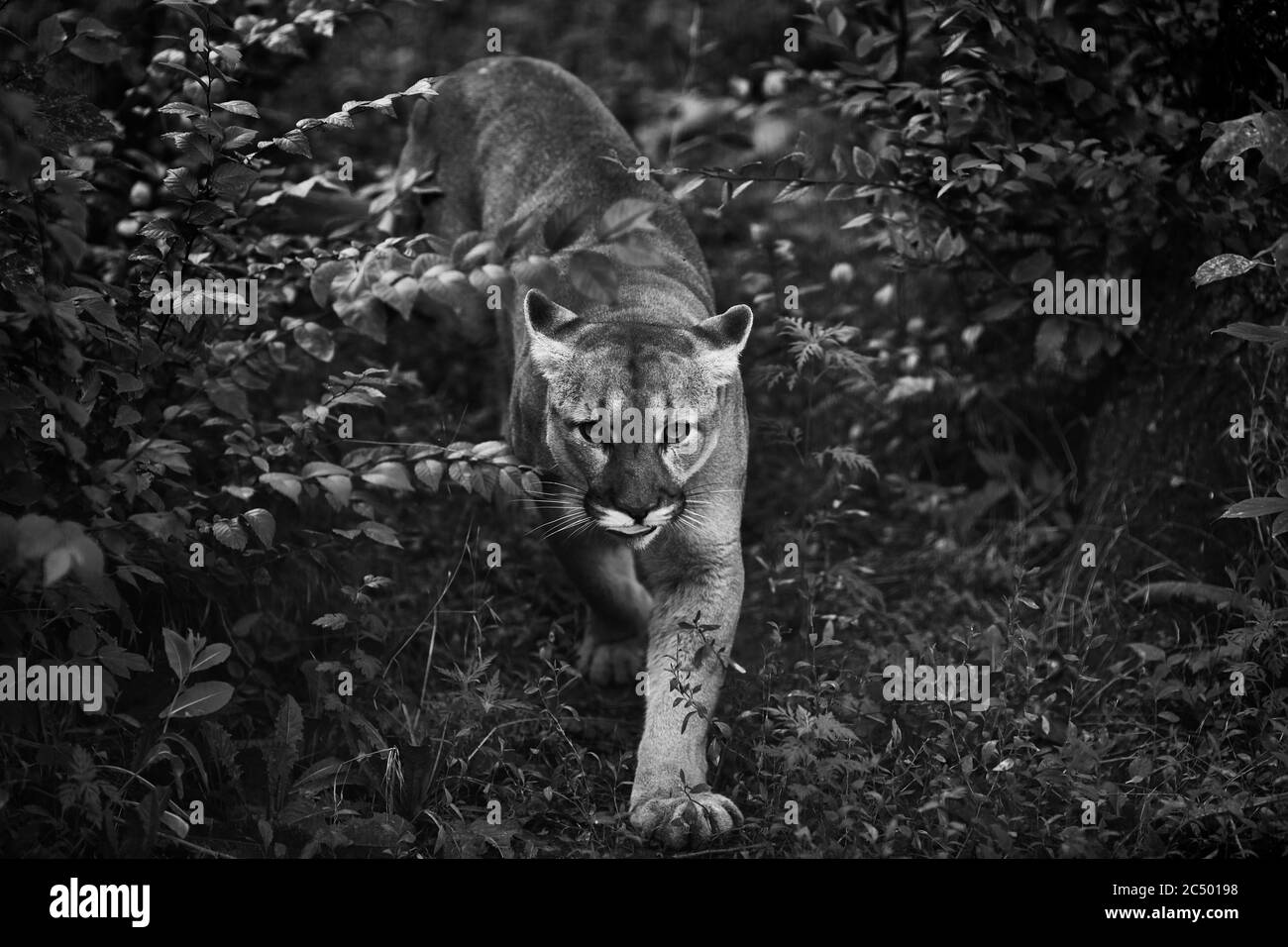 Puma Standing Portrait of Beautiful Puma. Cougar, mountain lion, puma, panther ...