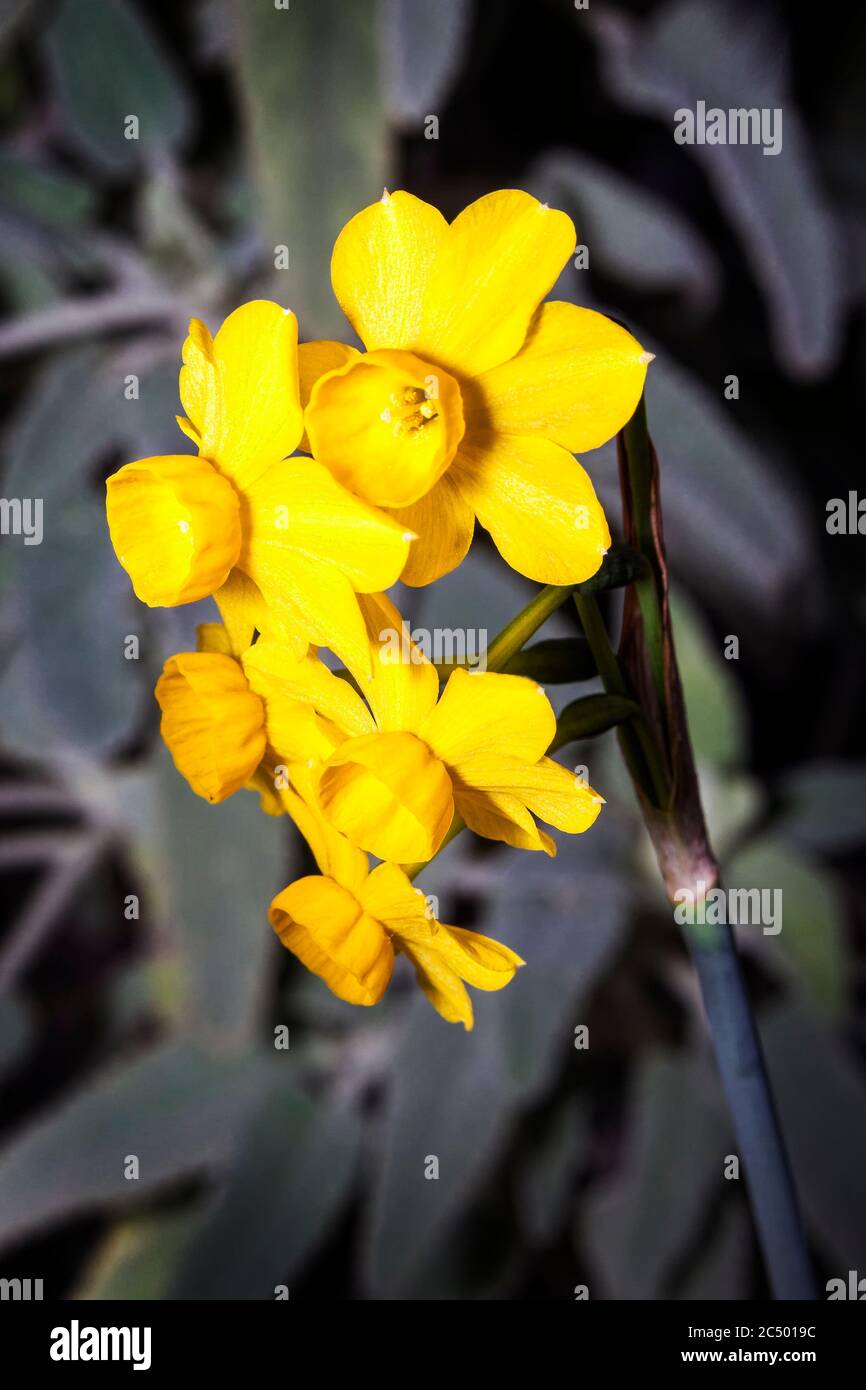 Narcissus cordubensis 'Lemon' (daffodil) growing outdoors in the spring season Stock Photo