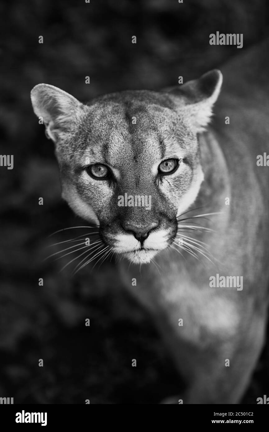 Puma Standing Portrait of Beautiful Puma. Cougar, mountain lion, puma, panther ...