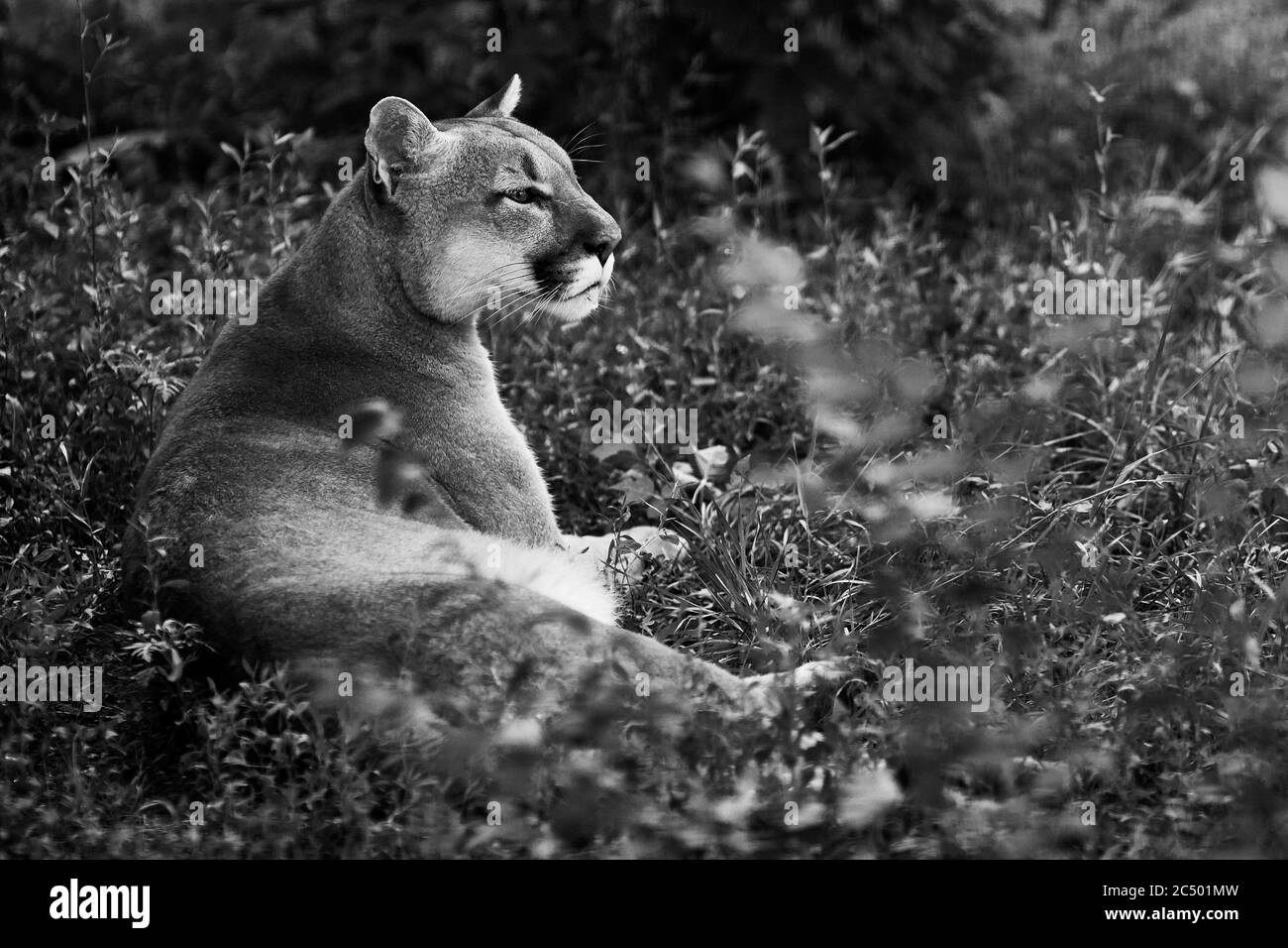 Portrait of Beautiful Puma. Cougar, mountain lion, puma, panther, striking pose, scene in the woods, wildlife America. Stock Photo