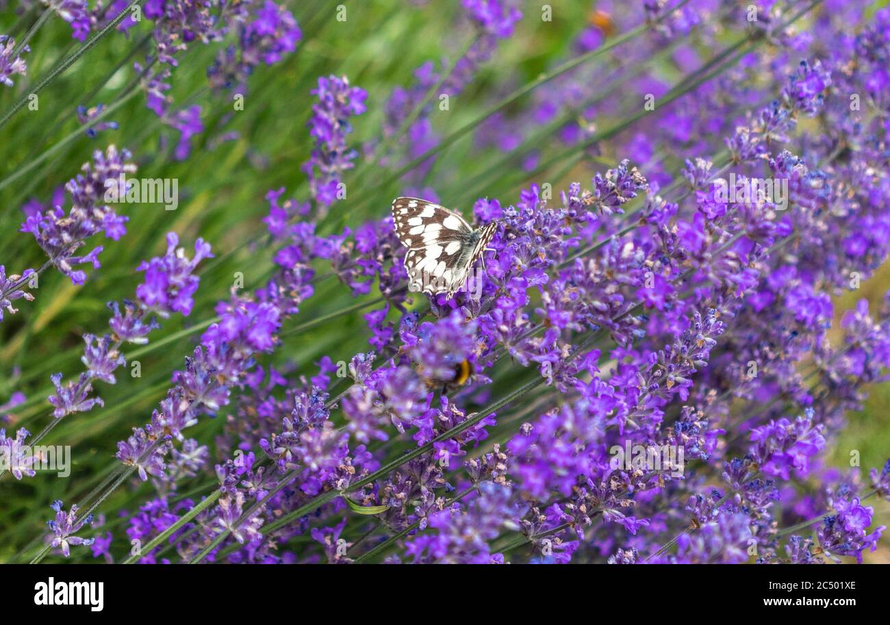 Marbled White Butterfly Melanargia galathea on a purple lavender plant (Lavandula) during summer in the South of England, UK Stock Photo