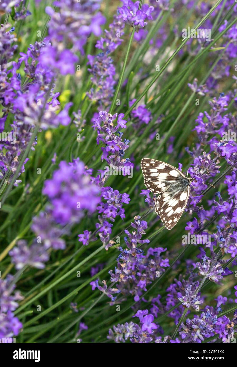 Marbled White Butterfly Melanargia galathea on a purple lavendar plant during summer in the South of England, UK Stock Photo