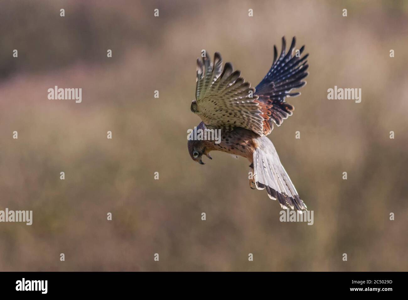 Kestrel hovering isolated with an uncluttered background Stock Photo