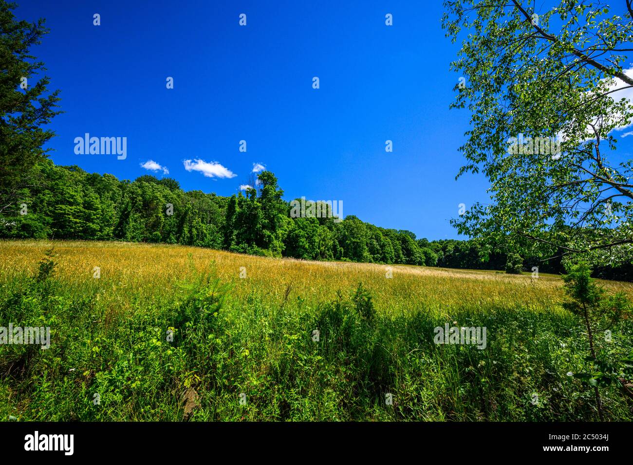 Grass fields in Shavangunk Ridge region; New York State, USA Stock Photo