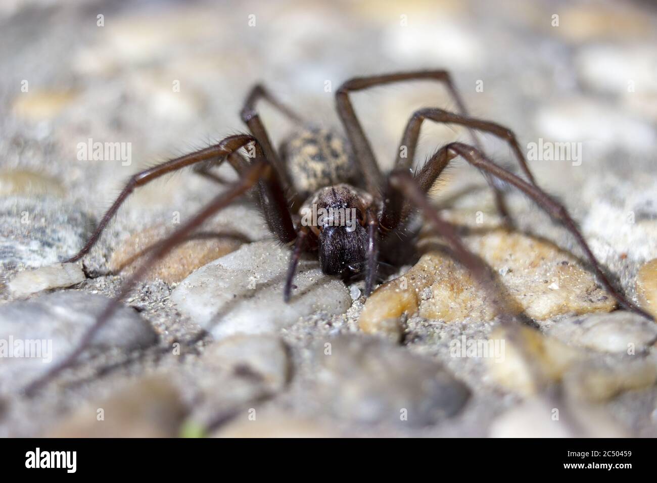 Detail of giant house spider eratigena artica on stones Stock Photo