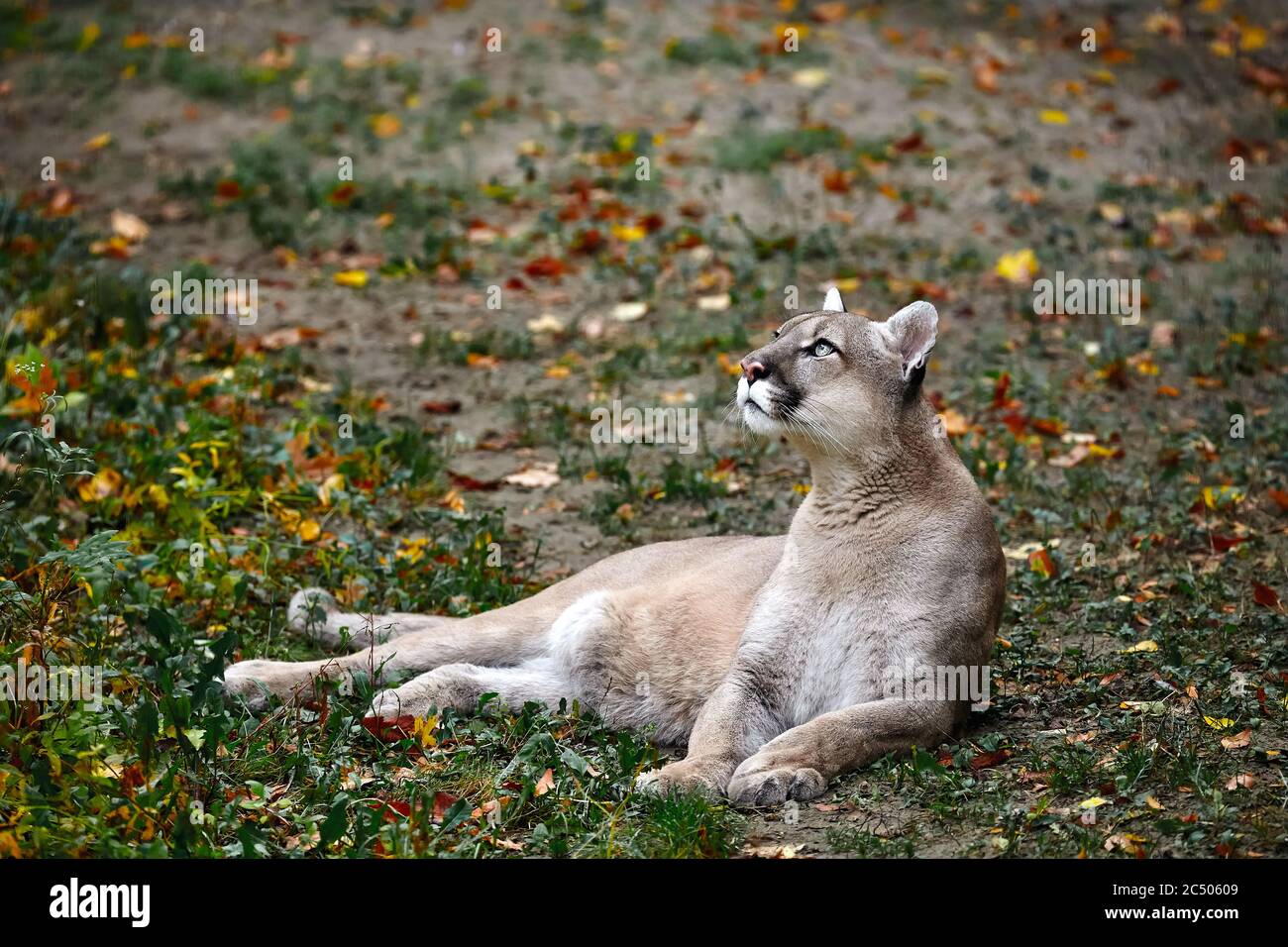 Puma Standing Portrait of Beautiful Puma in autumn forest. American cougar - mountain ...
