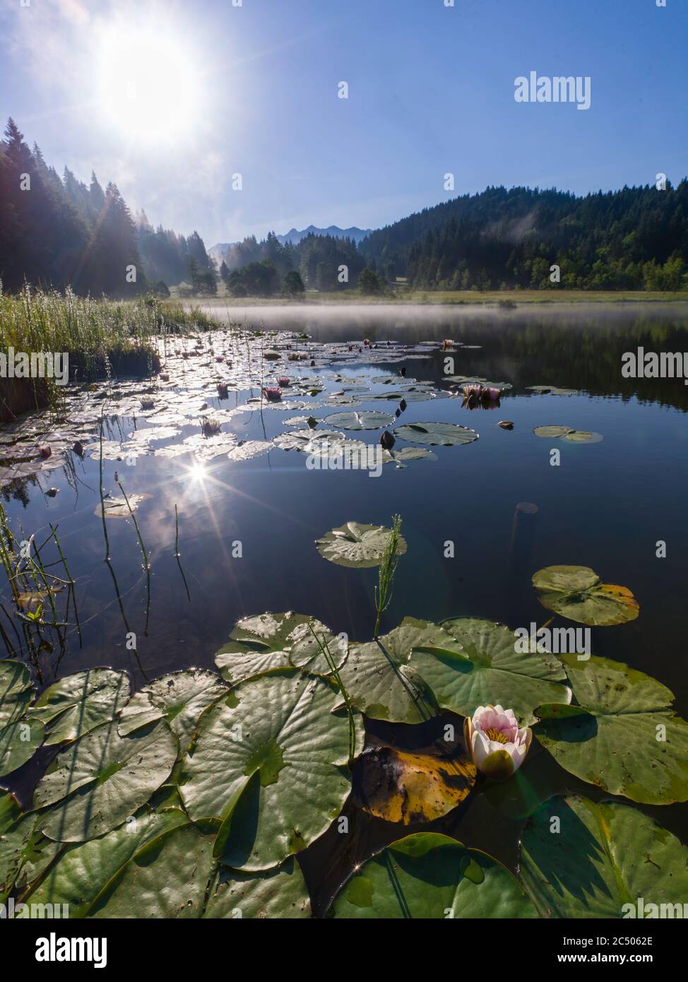Wide angle of pink and white water lilies on Alpine lake  during sunrise - lake fog in background Stock Photo