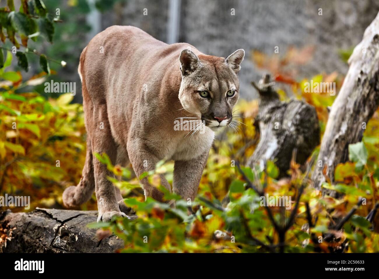 Beautiful Cougar Pics