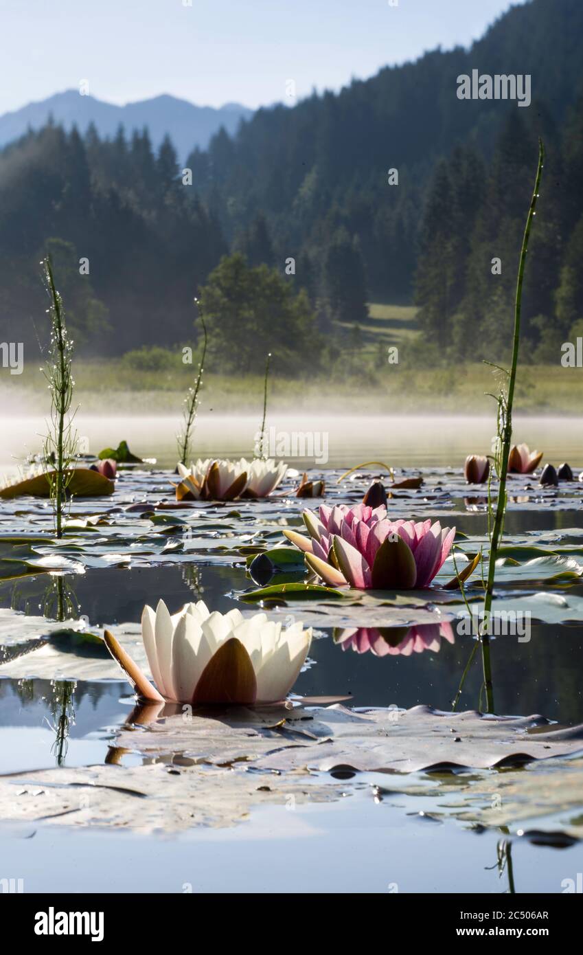 Closeup of pink and white water lilies on Alpine lake  during sunrise - lake fog in background Stock Photo