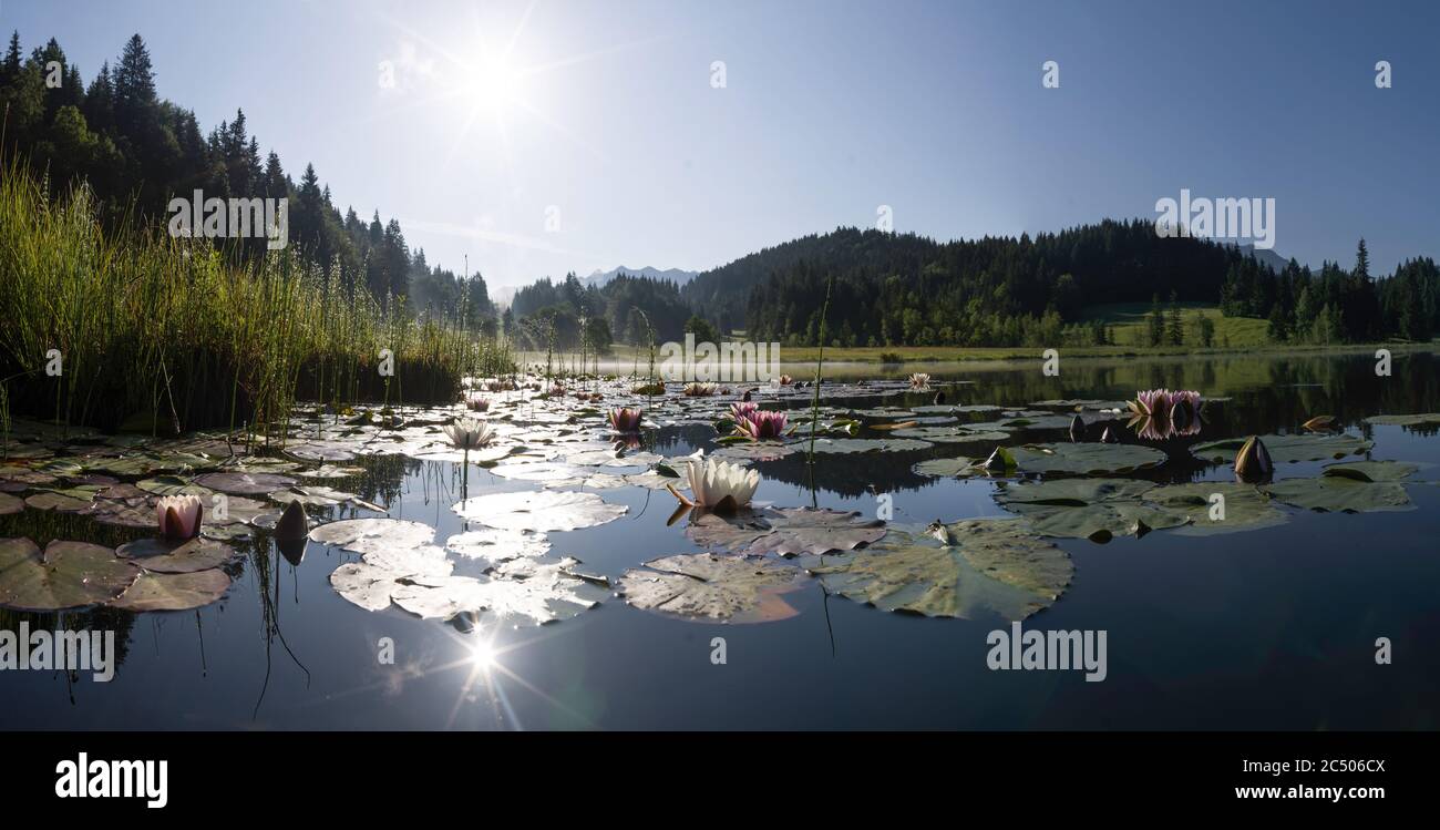 Panorama of pink and white water lilies on Alpine lake  during sunrise - lake fog in background Stock Photo