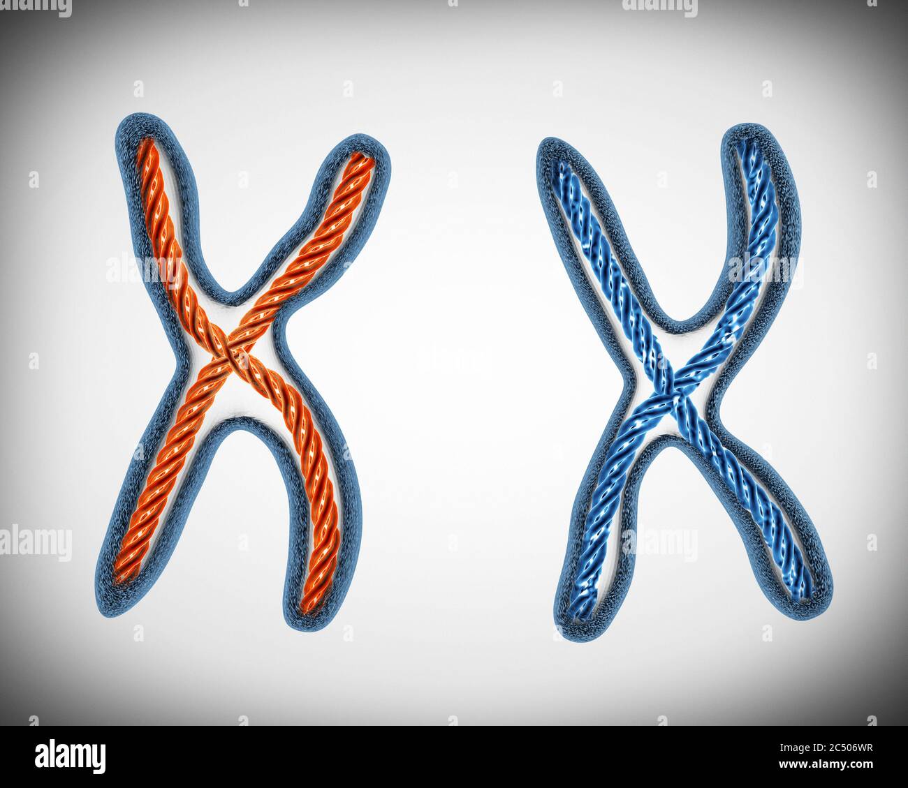 Two Chromosomes extreme closeup. 3d Rendering. Stock Photo