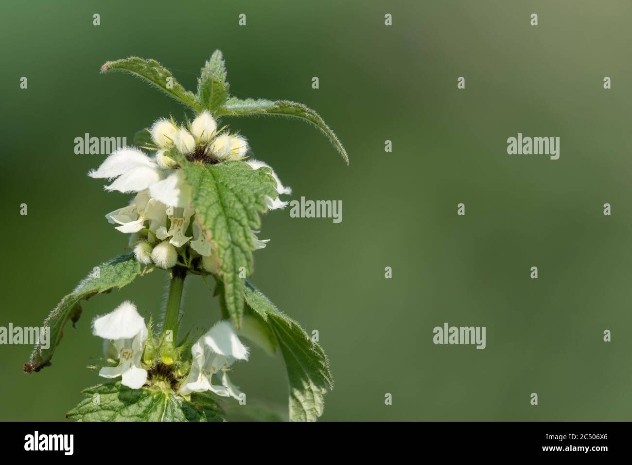 Close Up Of Stinging Nettle urtica Dioica Blossom Stock Photo Alamy