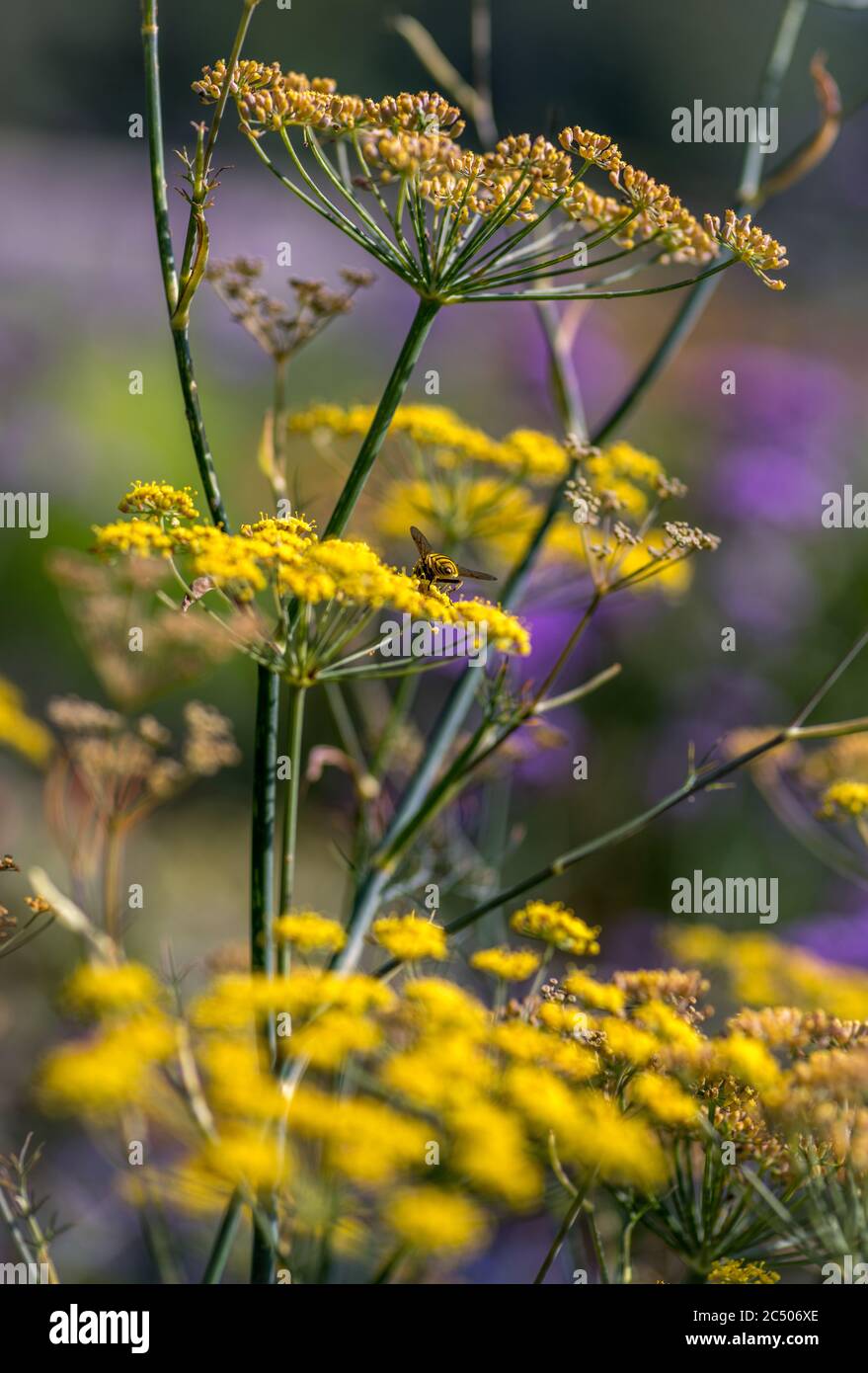 A beautiful flowering fennel plant attracting insects and bees. Stock Photo