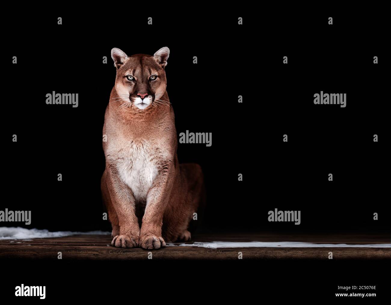 Portrait of Beautiful Puma, Puma in the dark. American cougar Stock Photo -  Alamy