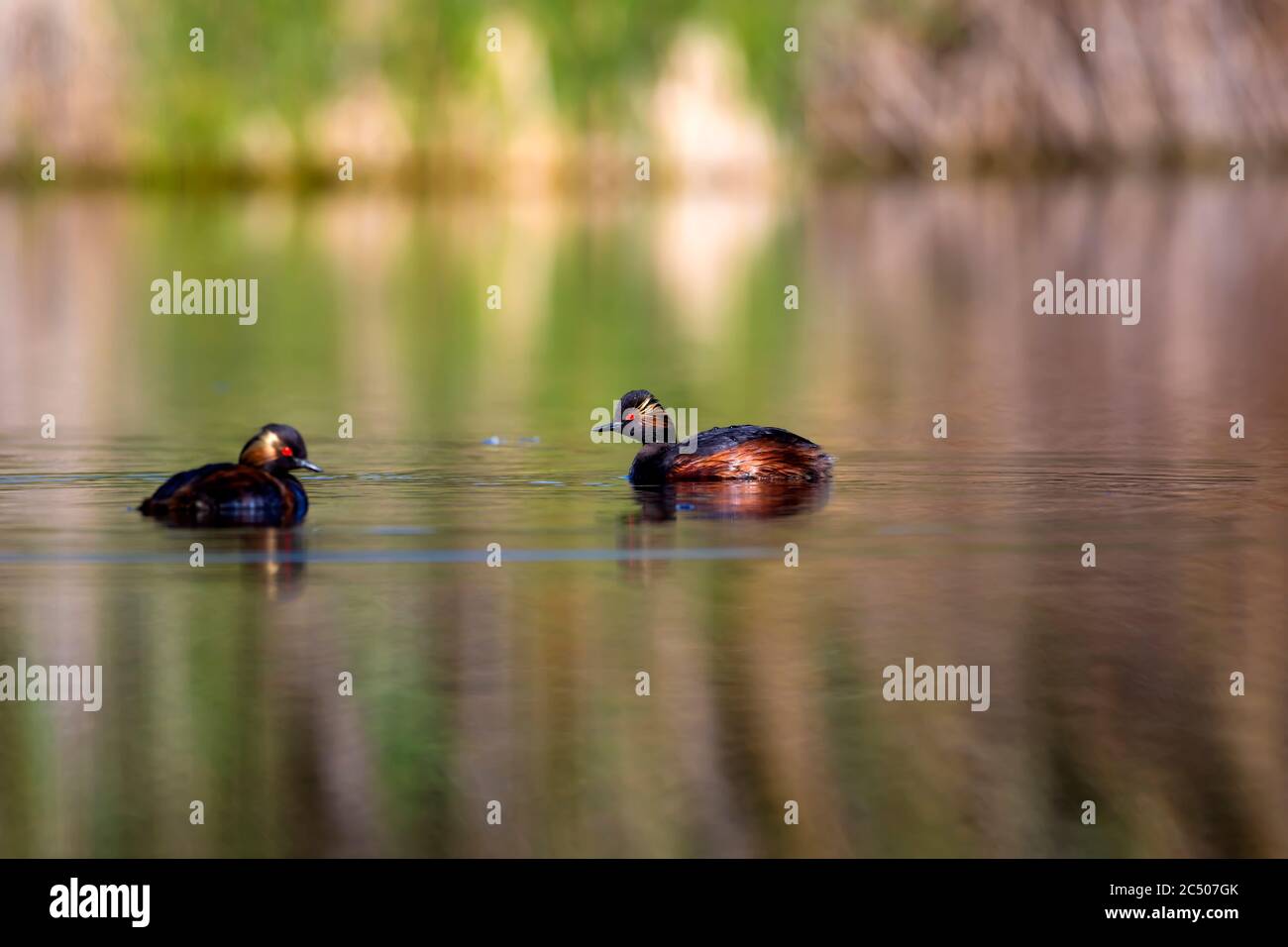 Swimming bird. Colorful water background. Bird: Black necked Grebe. Podiceps nigricollis. Stock Photo