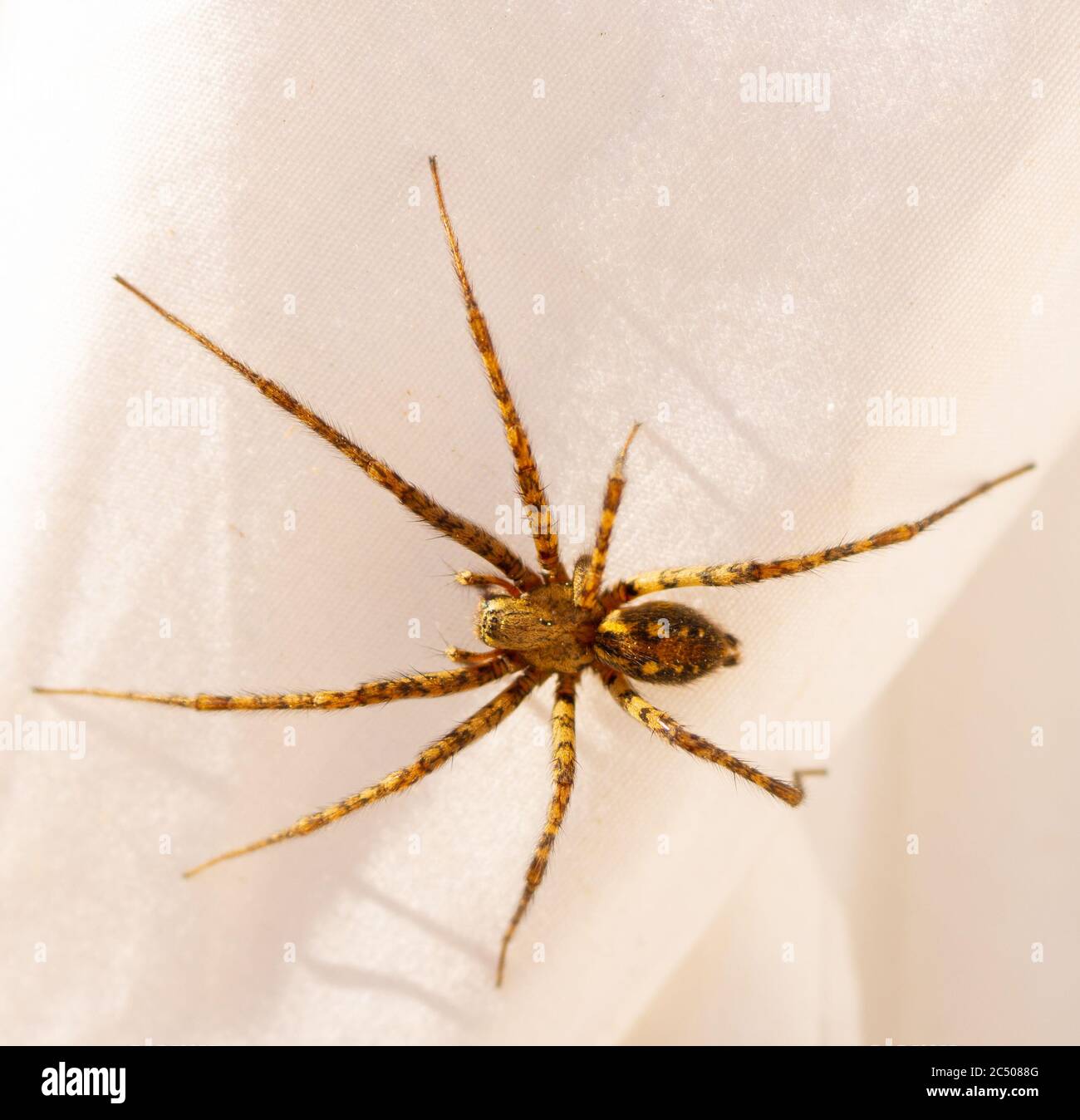 Spinne auf weißem Hintergrund mit Macro Fotografiert Stock Photo