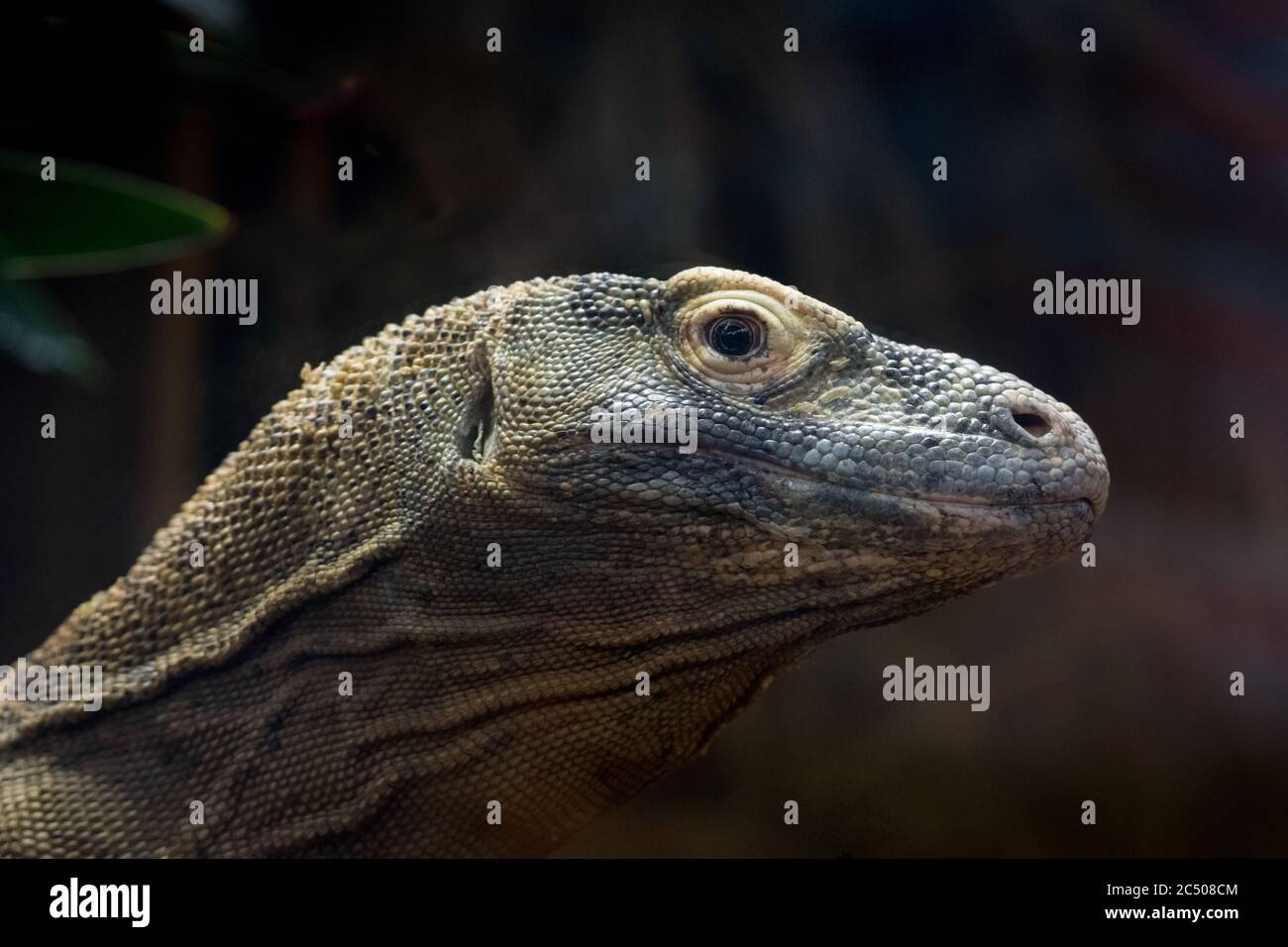 Close up of the head of a Komodo Dragon. Stock Photo
