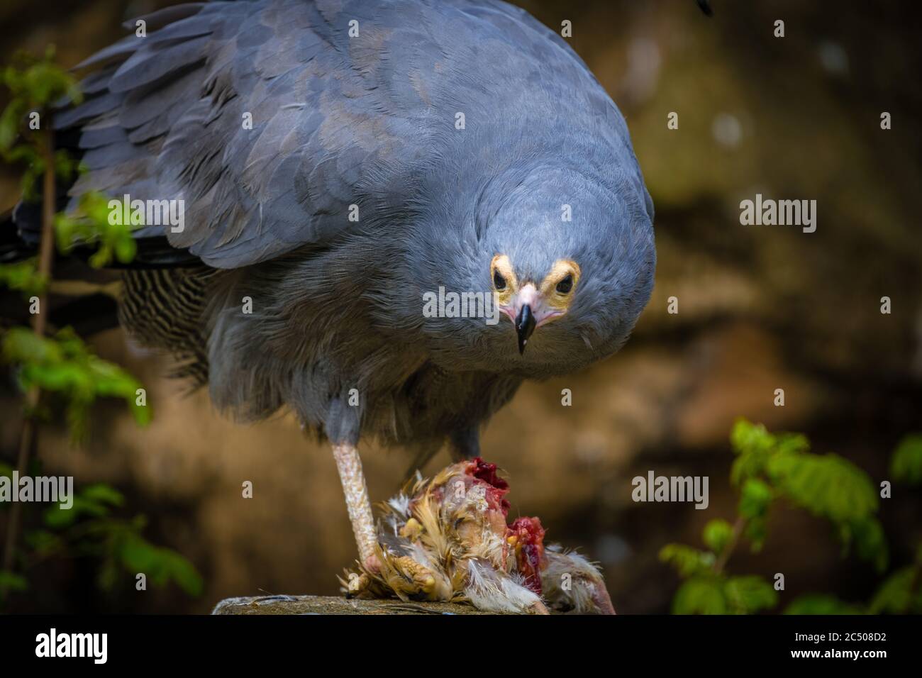 A bird of prey feeding in London Zoo. Stock Photo