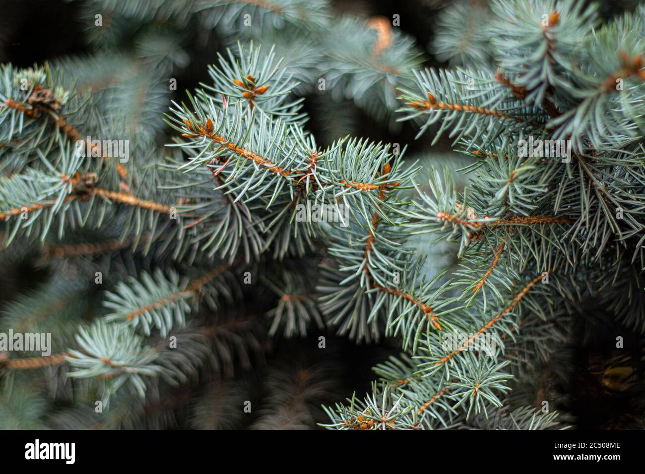 Close up detail shoot of needles of blue spruce picea pungens Stock