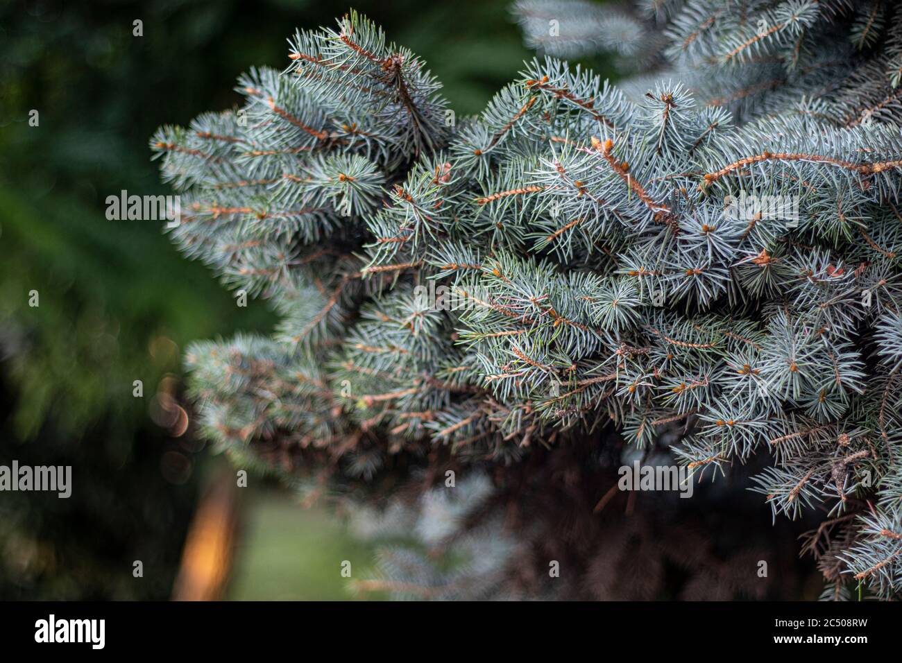Close up detail shoot of needles of blue spruce picea pungens. Stock Photo